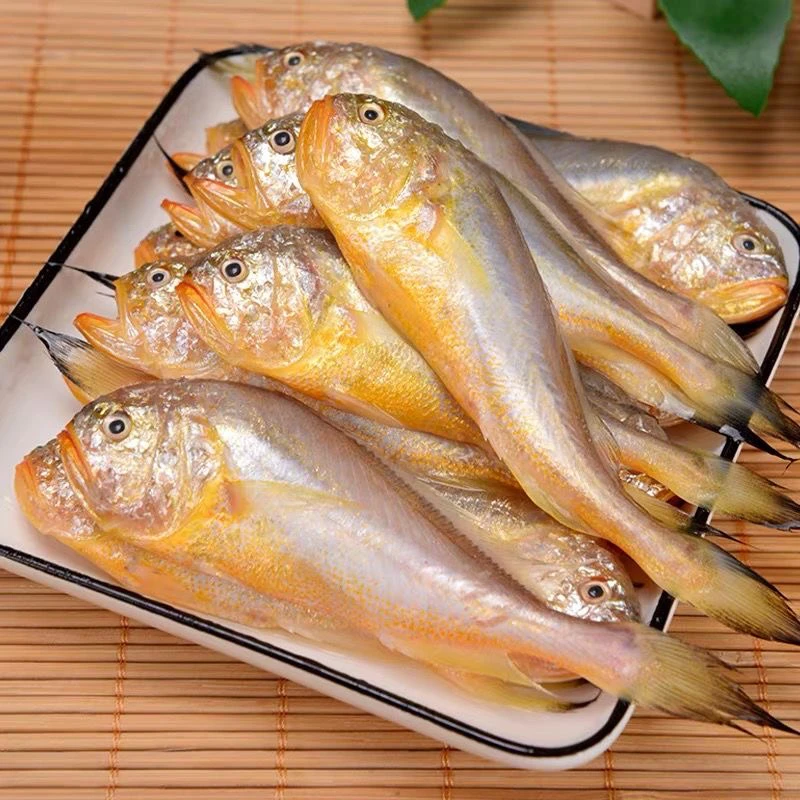 大连渤海梅童鱼 大头宝鱼 梅子鱼 新鲜美味 速冻锁鲜