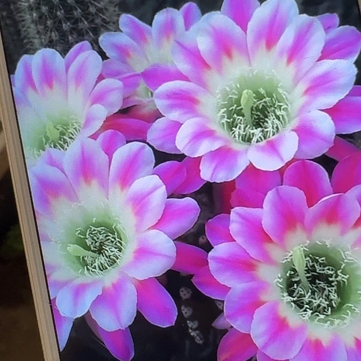 调色板侧芽4公分丽花
