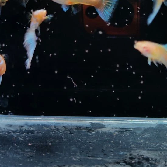 孔雀鱼蓝白三对8888