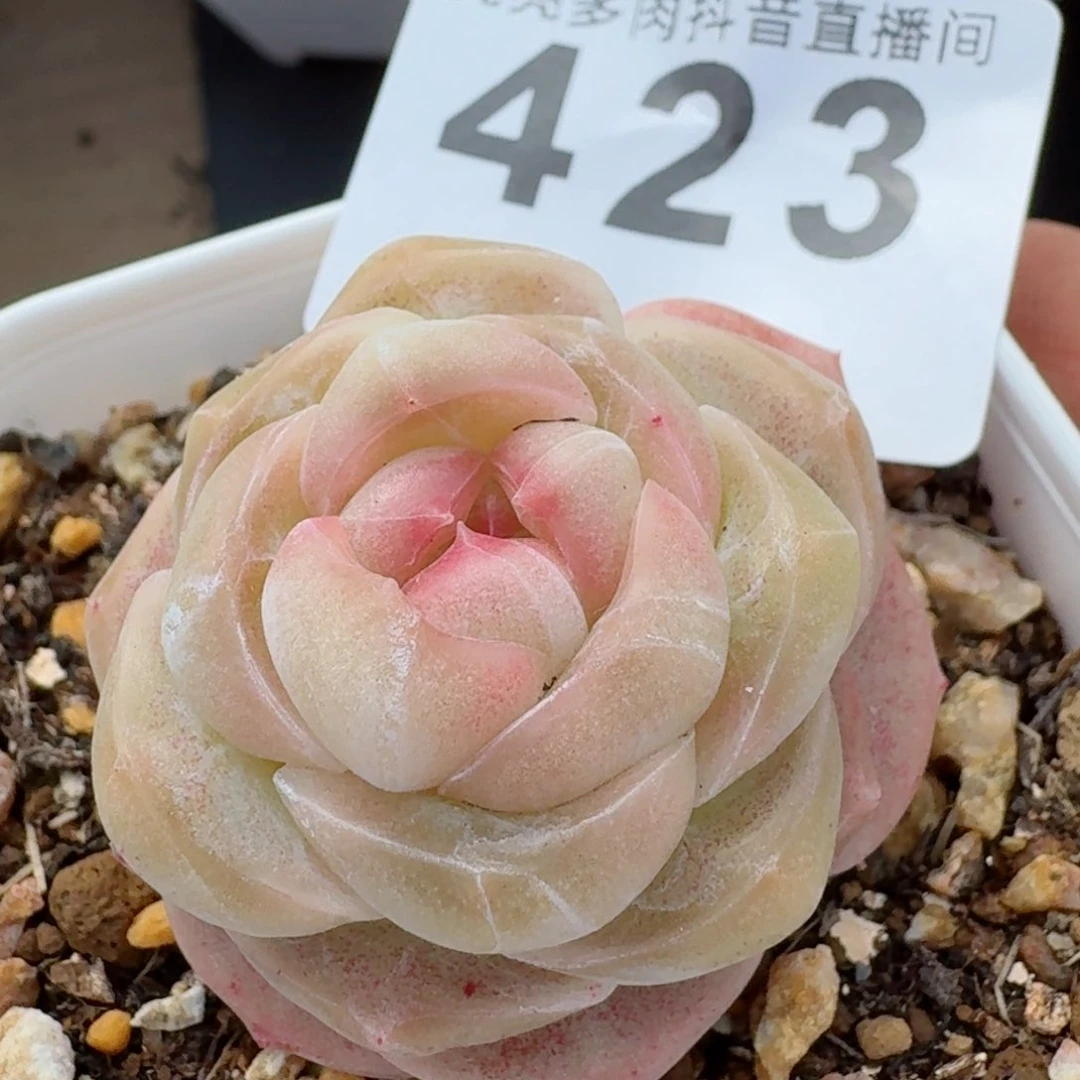 开播福利捡漏随单发满58包邮