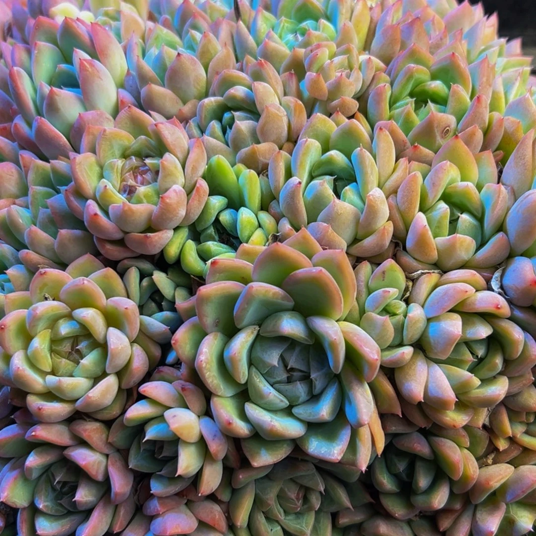 三***乐591的人都在用这个号的