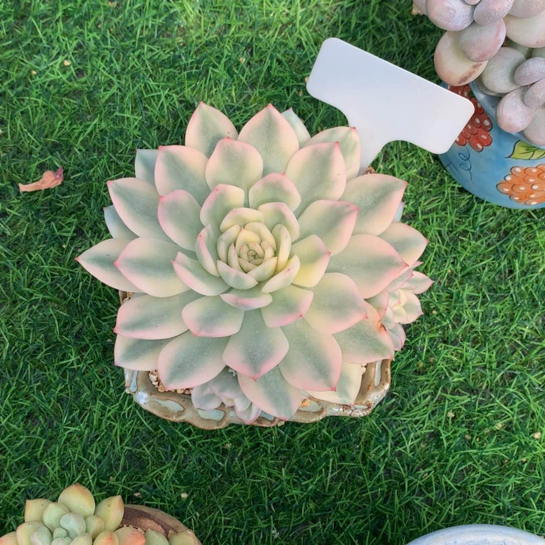 唉***姣月亮仙子多肉植物