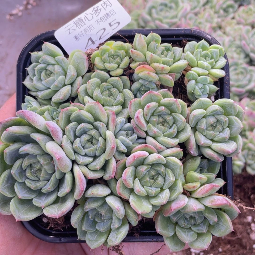 云糖心多肉植物425