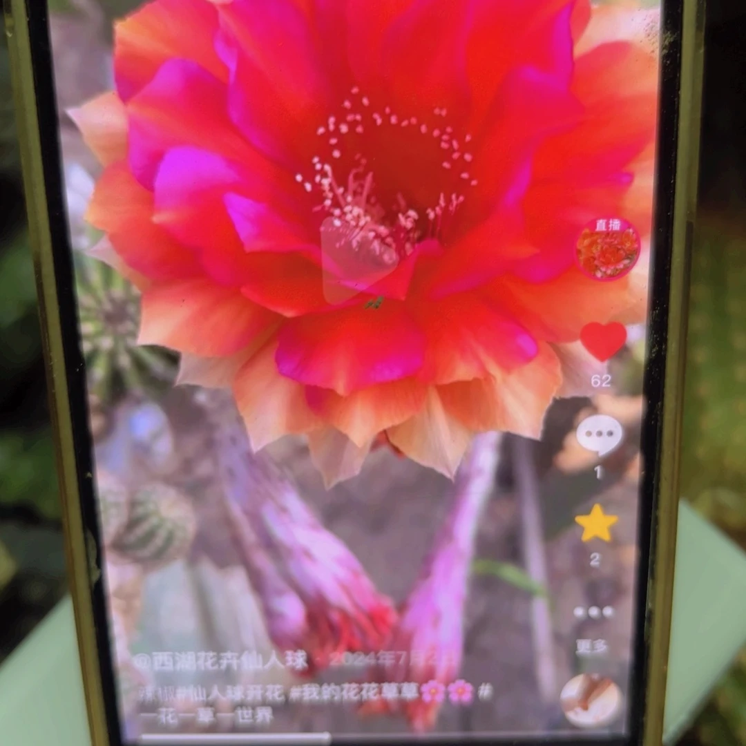辣椒彩侧牙20包邮仙人球30