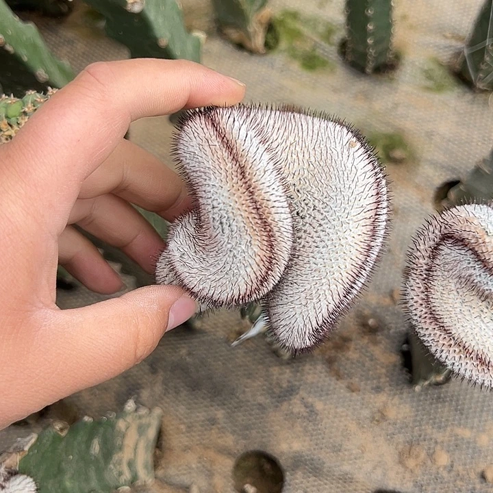 乐***皮直刺佩雷仙人球837