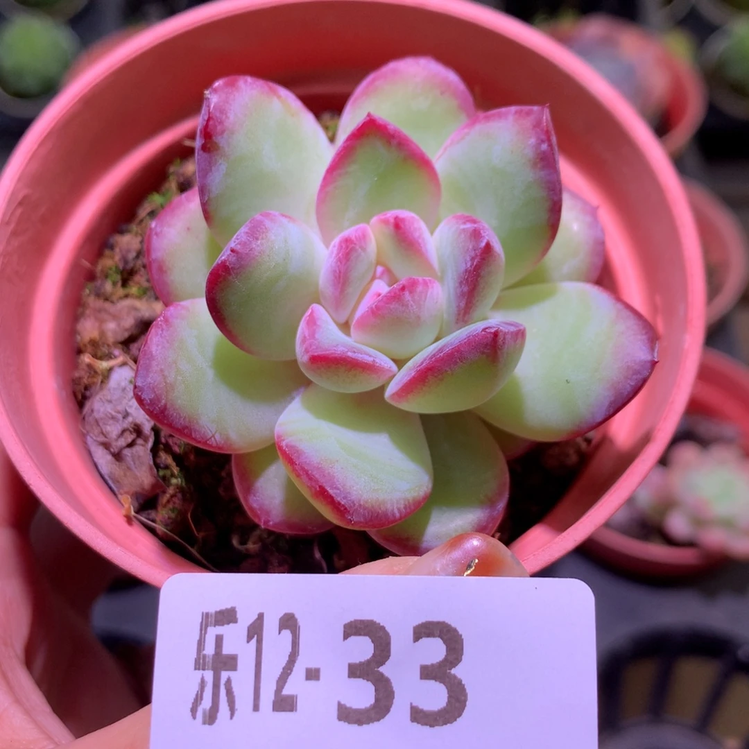 乐然12-33 糖心雪莲