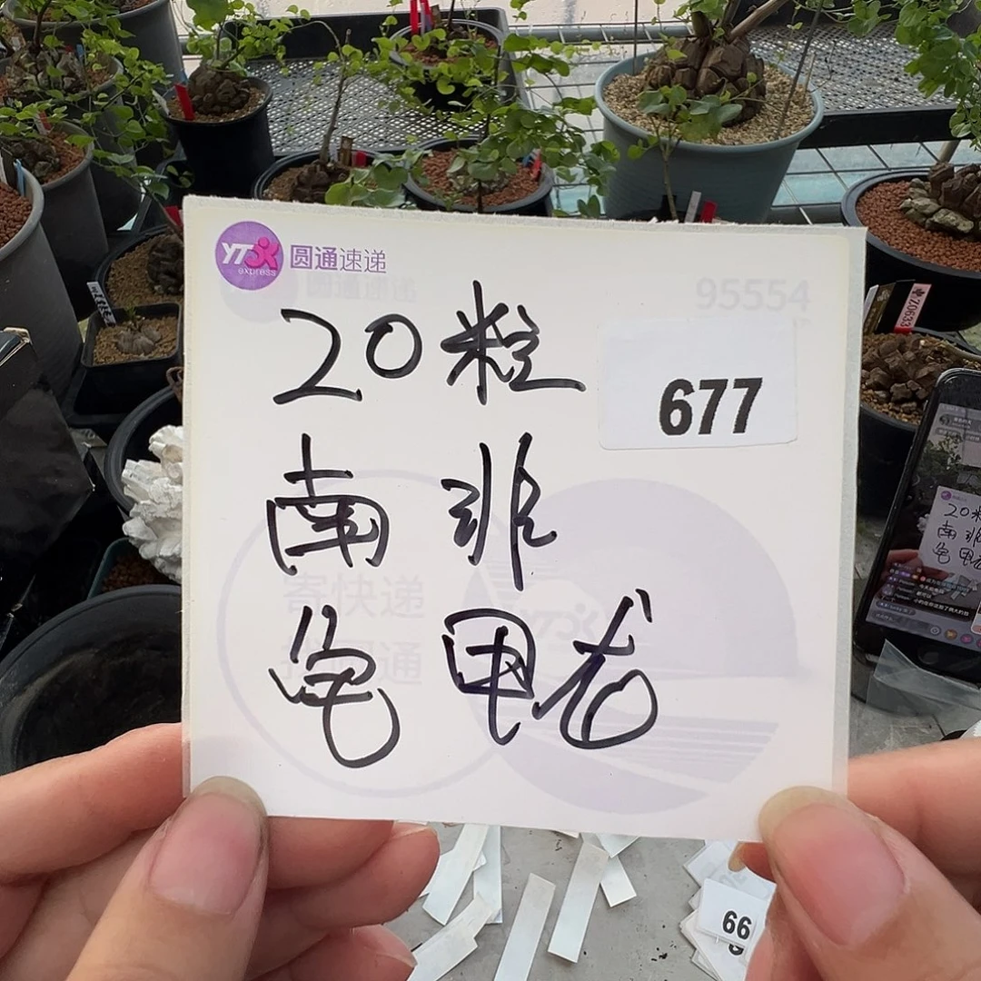 多肉植物专拍植物不退换 一物一拍 677