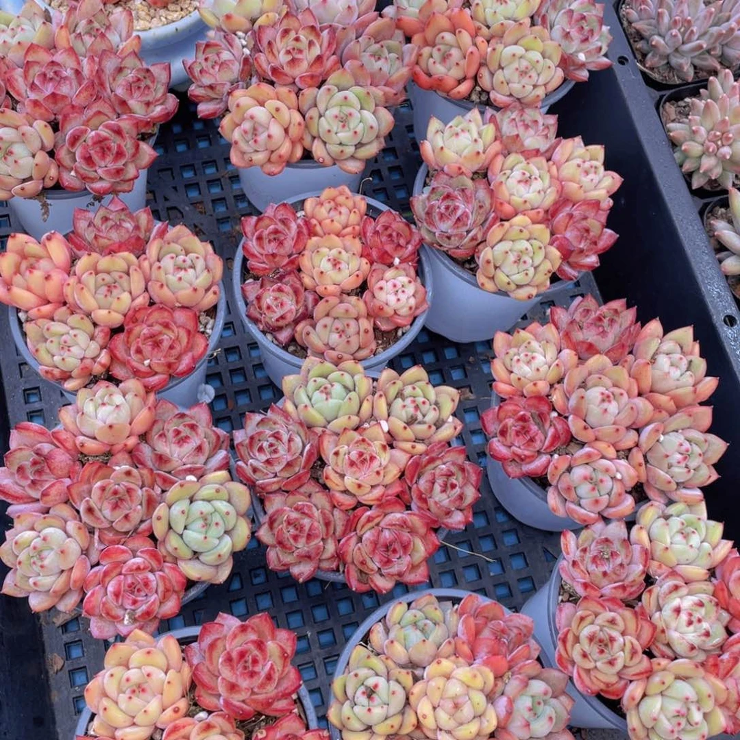 量拍31号夜魔侠➕Q橙组合六个起