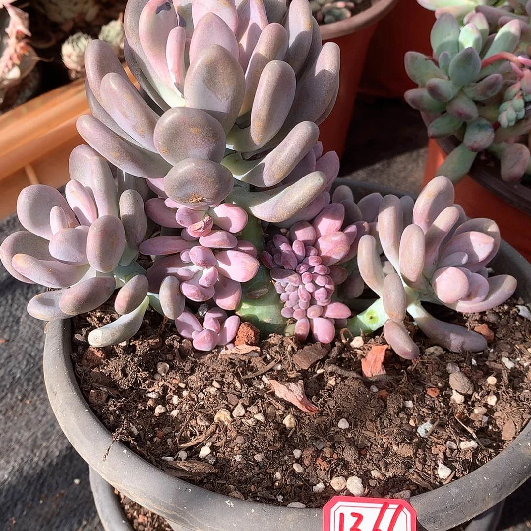 月美人1366晓晓一物一拍