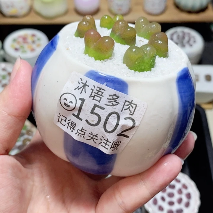 精美盆栽 一物一拍 1502