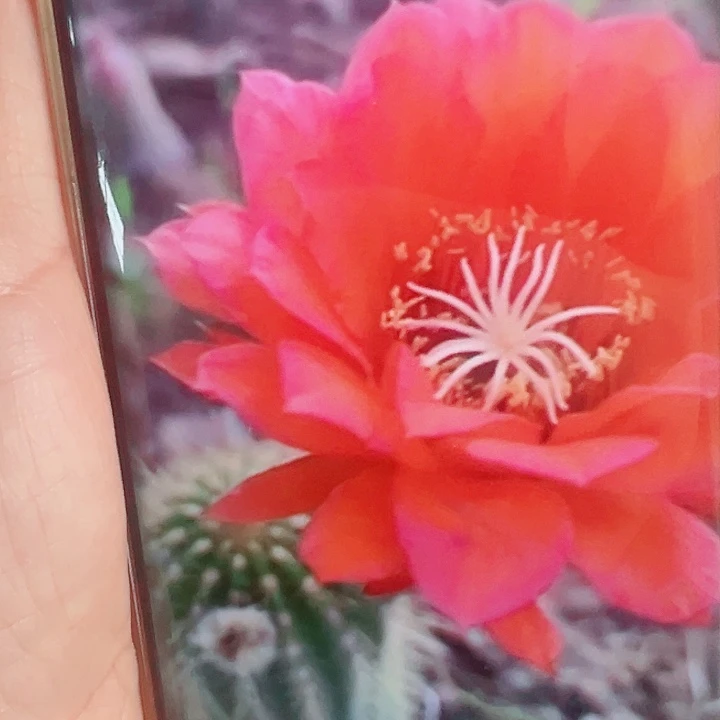 毛花柱  红星  20公分左右