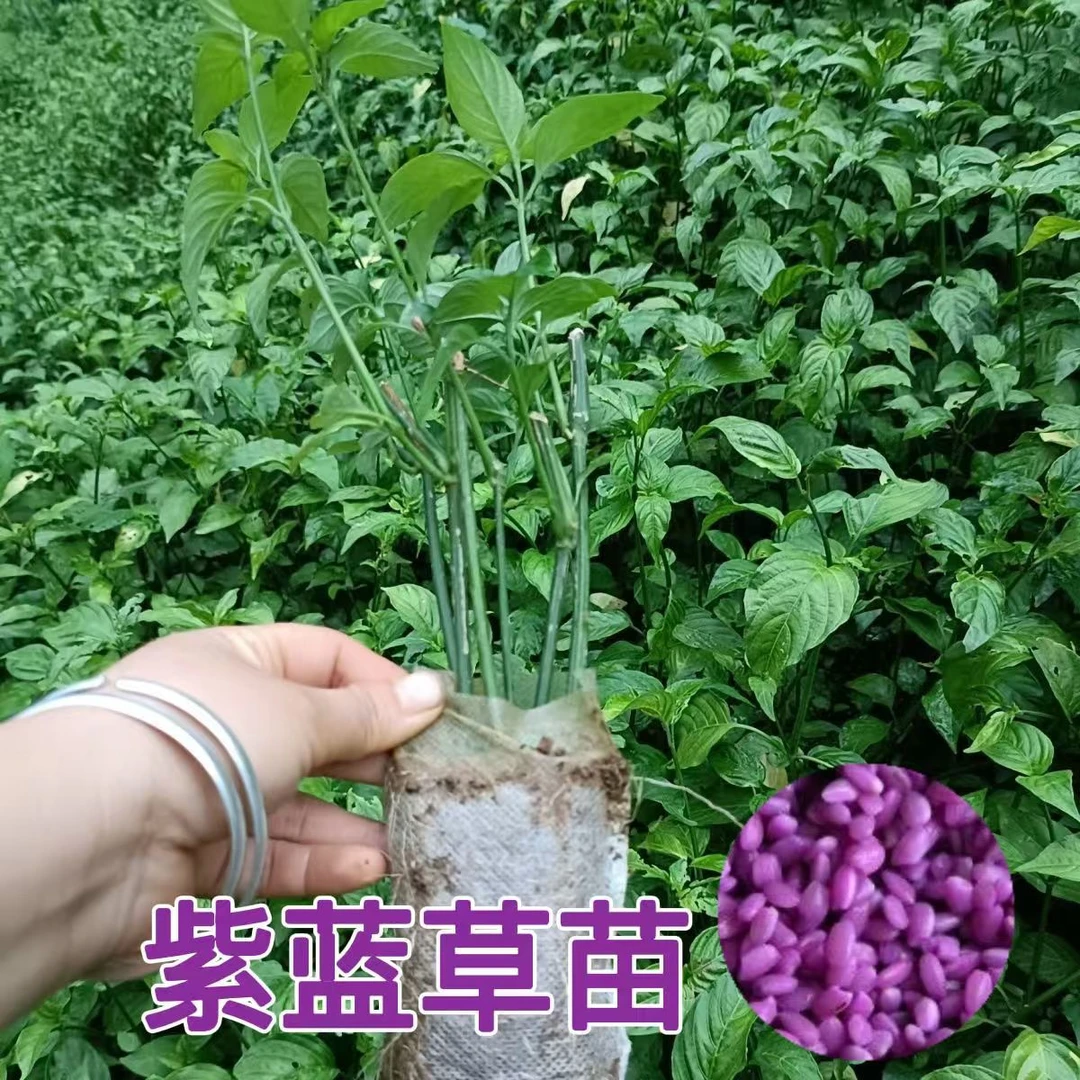 广西红蓝草紫蓝草苗五色糯米饭植物染料草紫色材料四季绿植盆栽