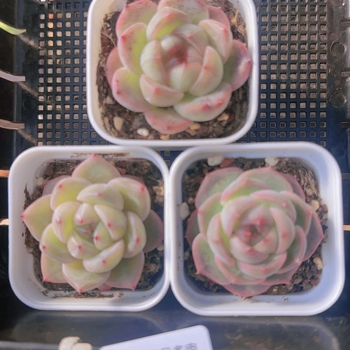 花时光精品多肉84