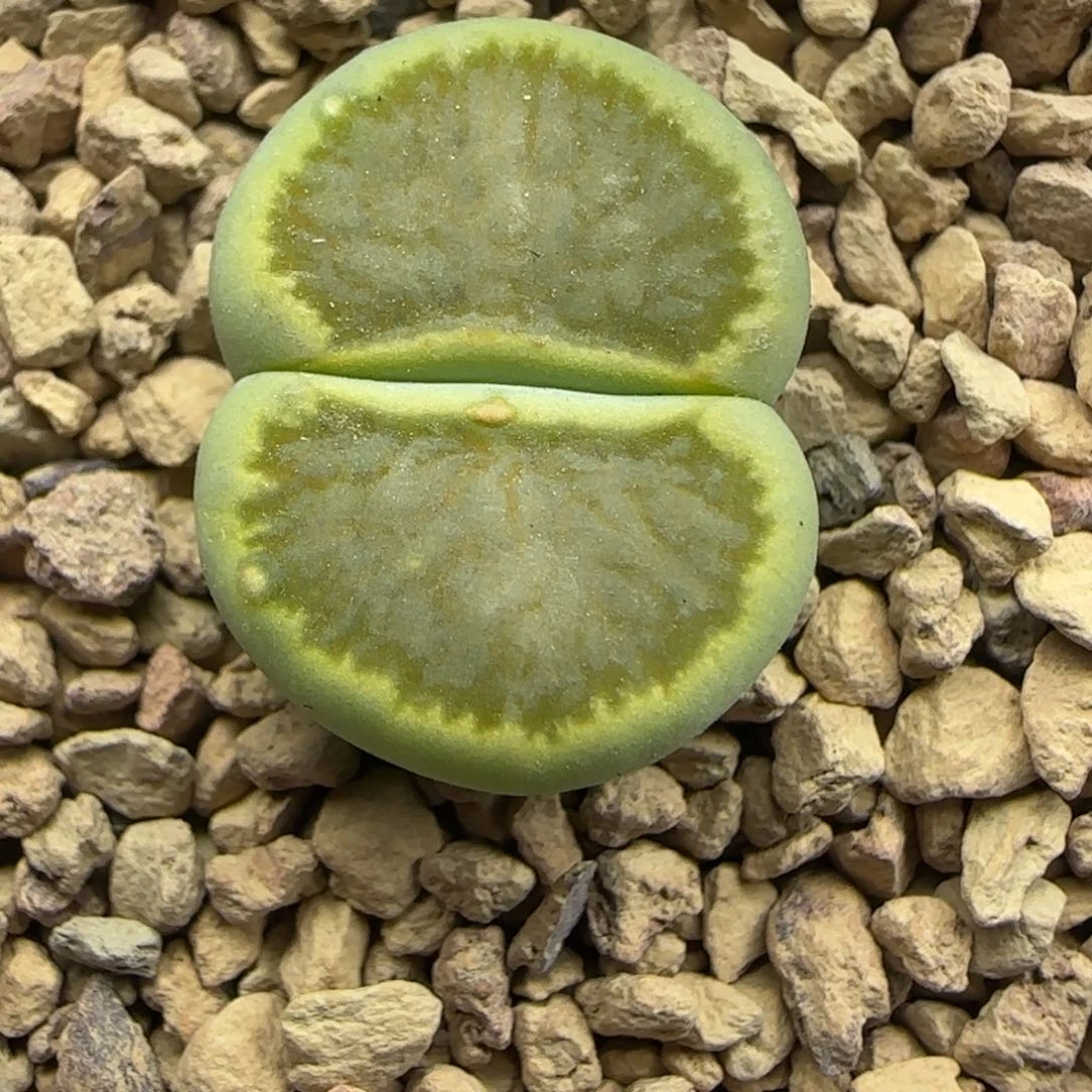 661 生石花大棚直播