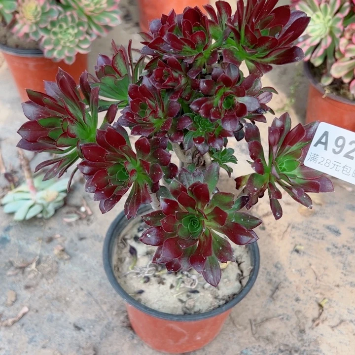 928黑法师多肉植物