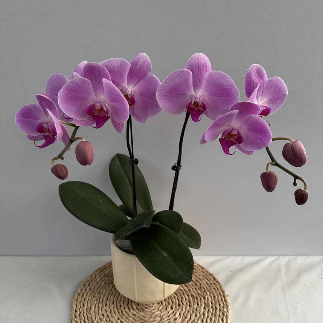 蝴蝶兰【粉冠军】 超大花型A级品种粉色系 室内花卉绿植乔迁送礼5