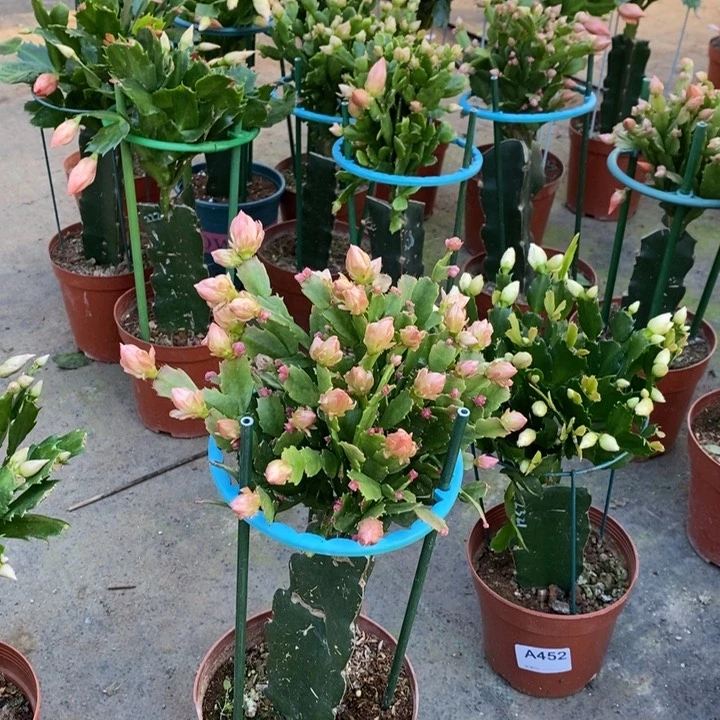 大部分花苞少量开放461嫁接028