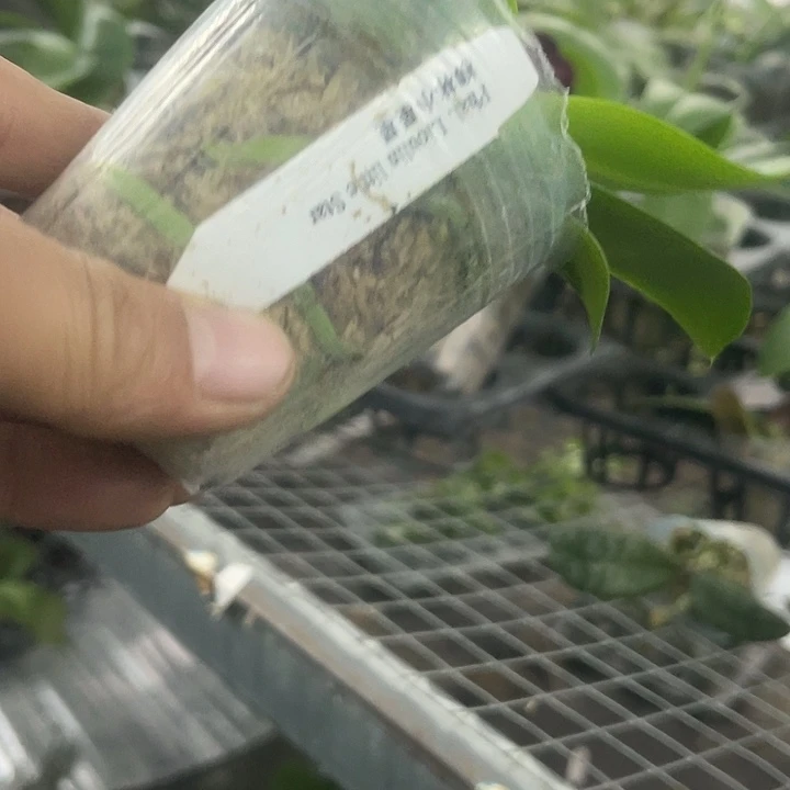当前无花栽培后可以开花柳林小星星