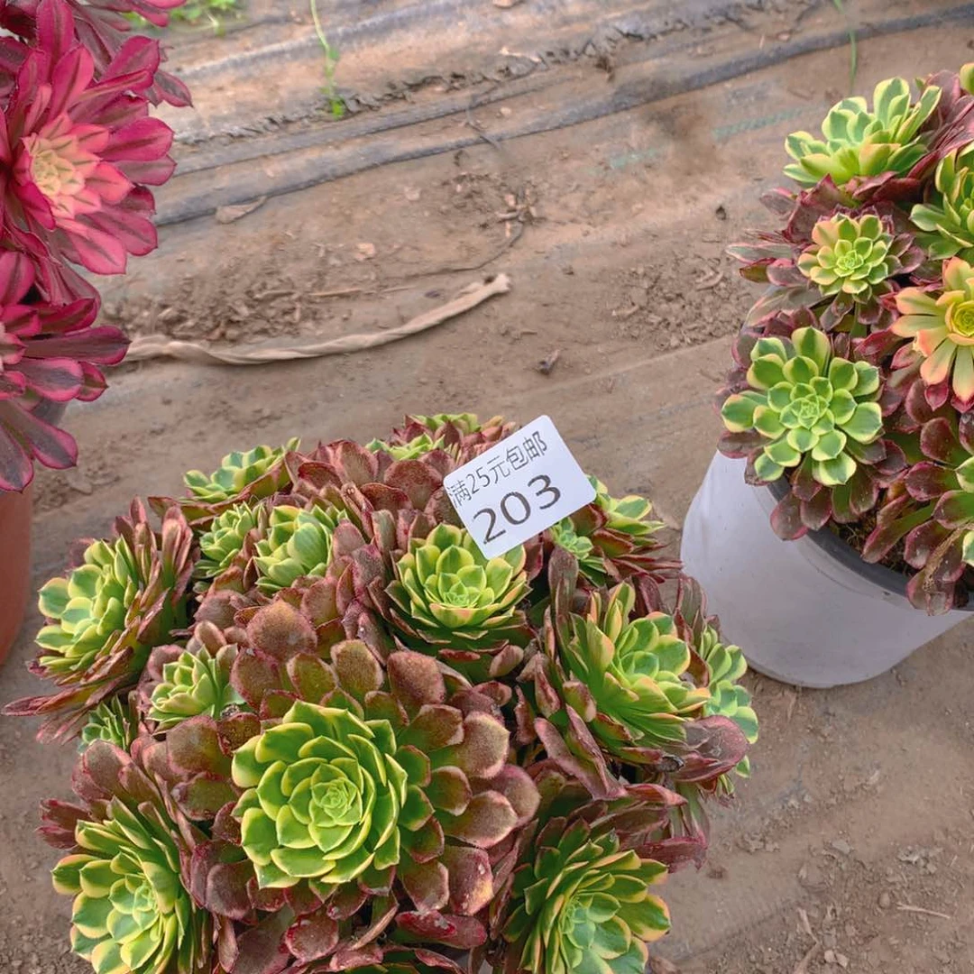203朝霞绣球多肉植物的