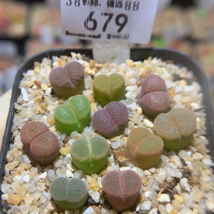 Sss精精精品石头679