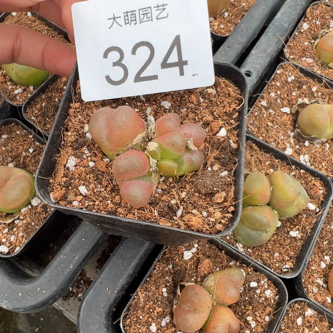 欧***鲤一物一拍脱土发。  324