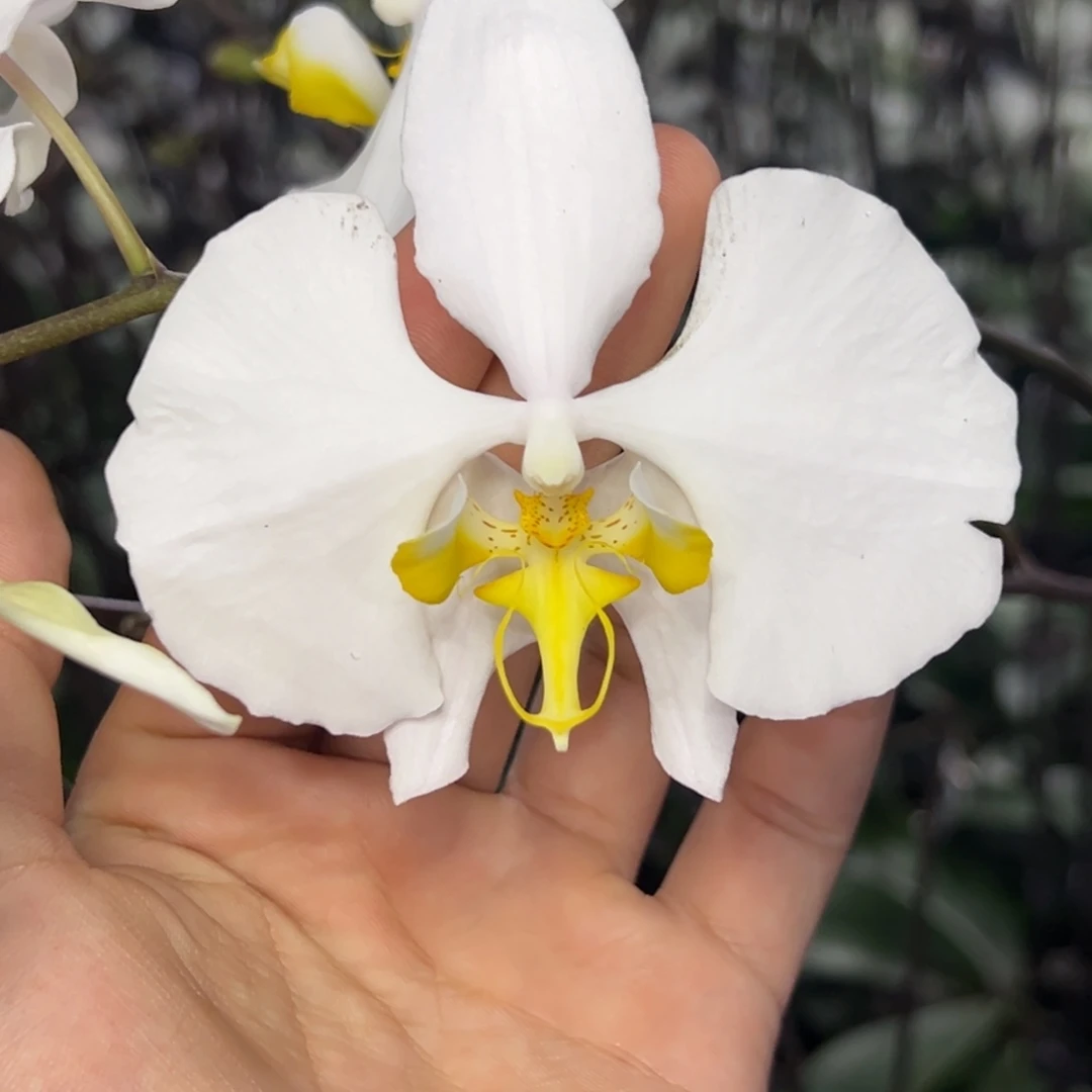 完全开放l587三寸苏拉威西阿嬷