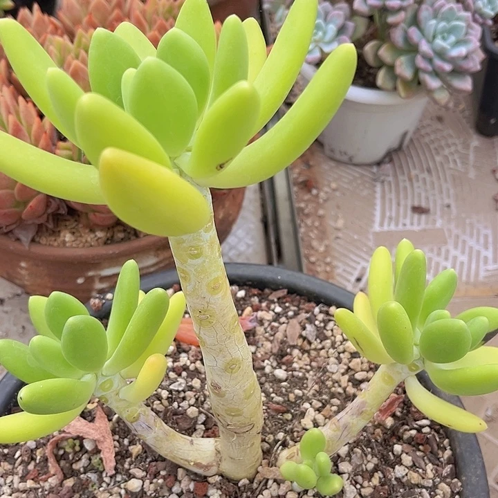 金蝉25129多肉植物