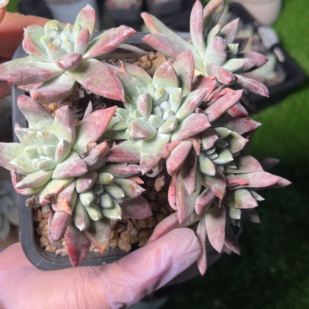 2379哈哈哈哈哈哈哈