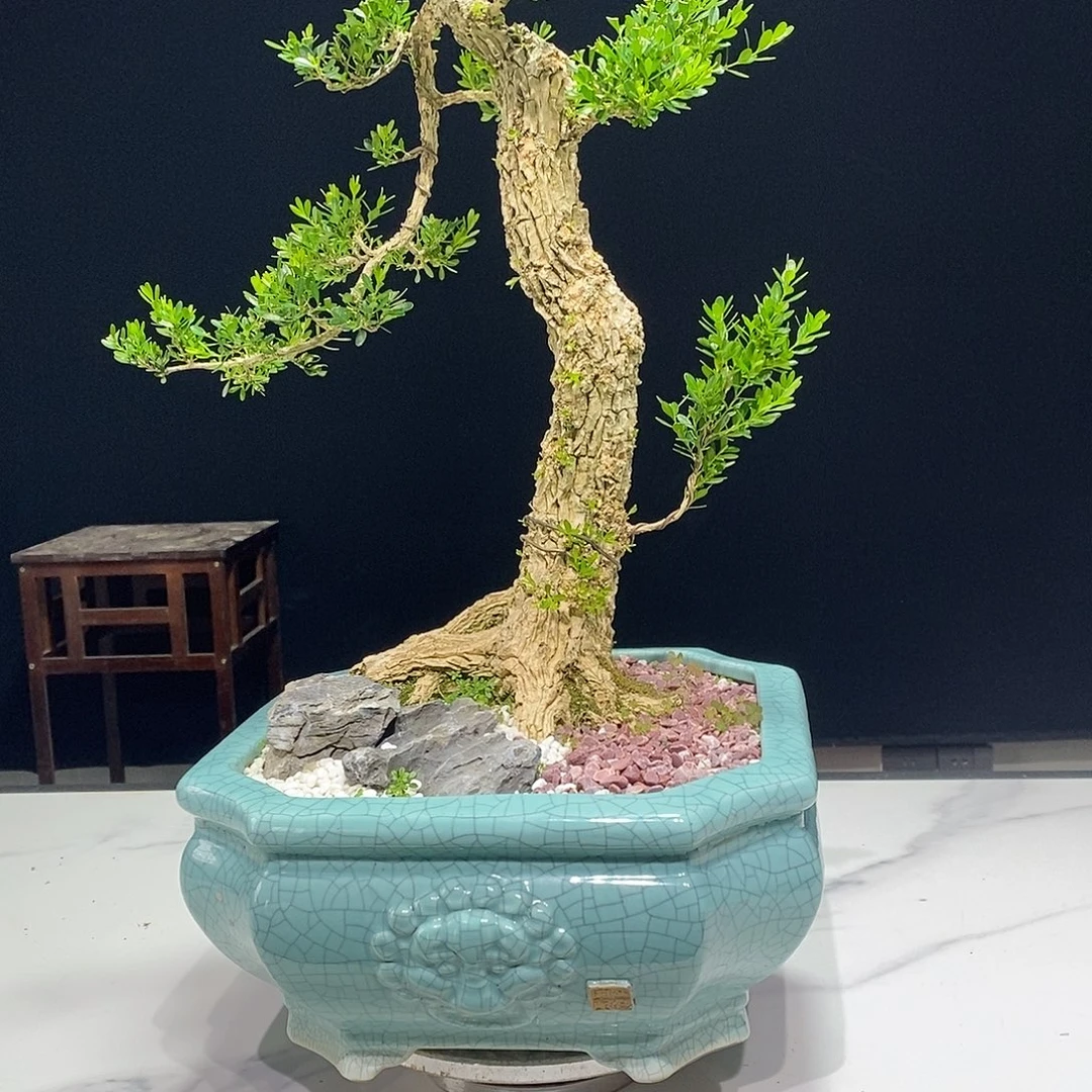 当前无花朵，栽培后可花朵