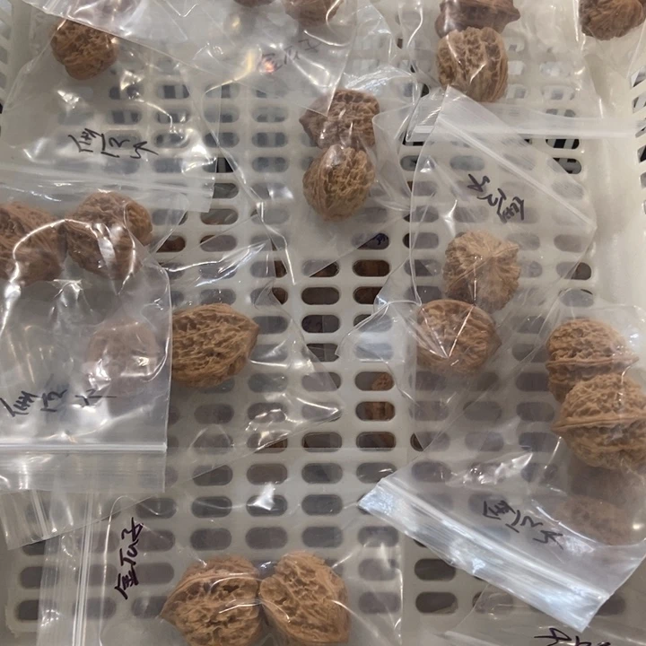 吊坠文玩核桃金瓜子