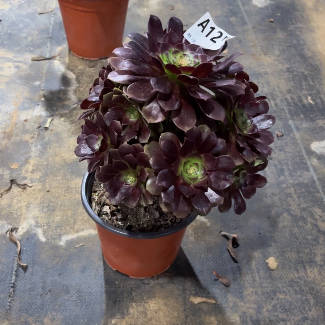 多肉植物赤焰莲125多肉