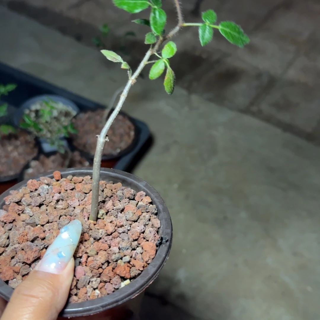 多肉植物滔天橄榄实生