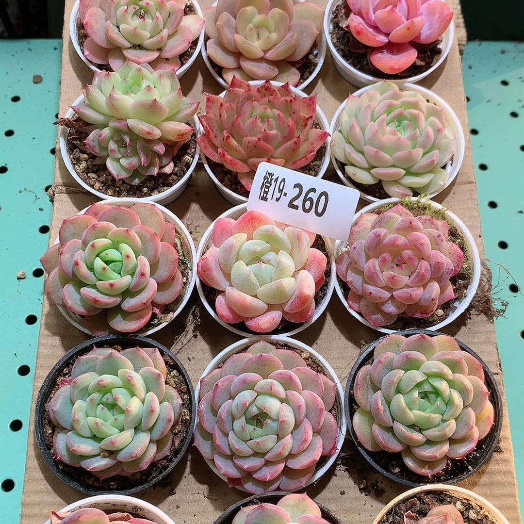 19-260一物一拍带盆18颗