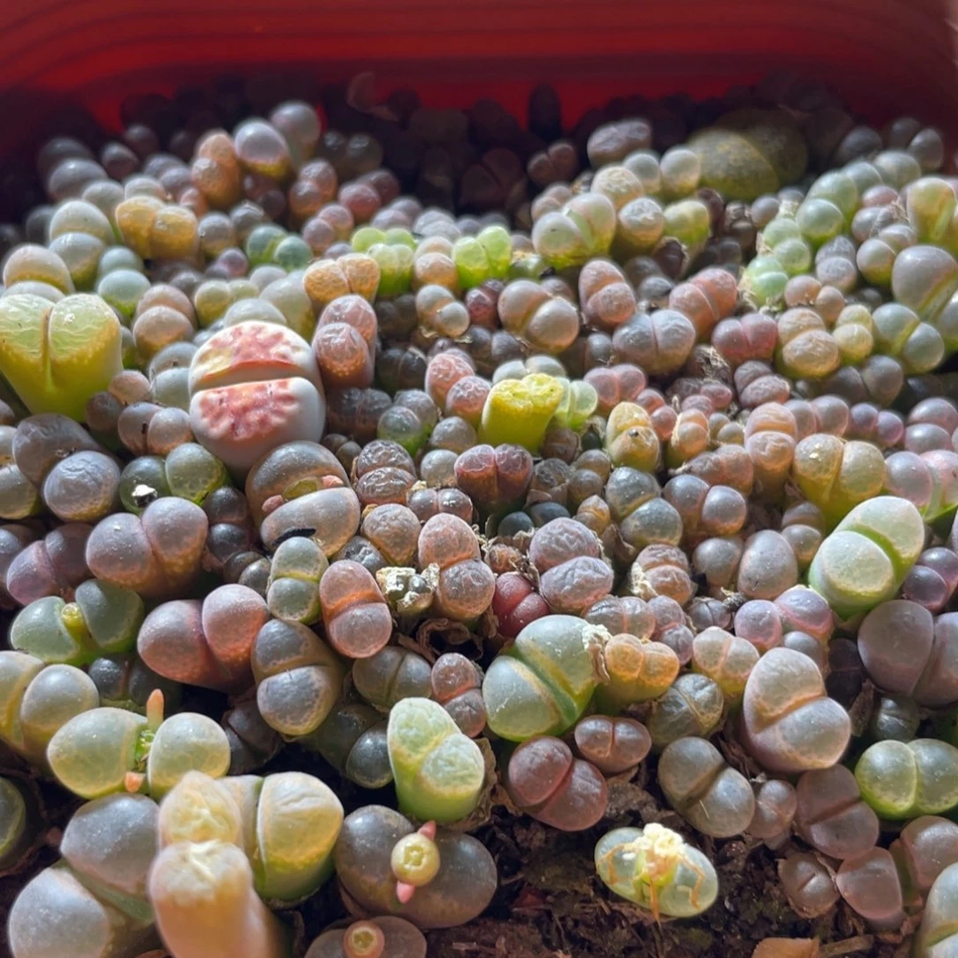 五彩风铃一物一拍～222