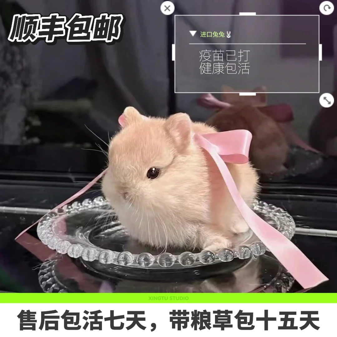 侏儒兔垂耳兔宠物兔迷你茶杯兔直播挑选包活包健康