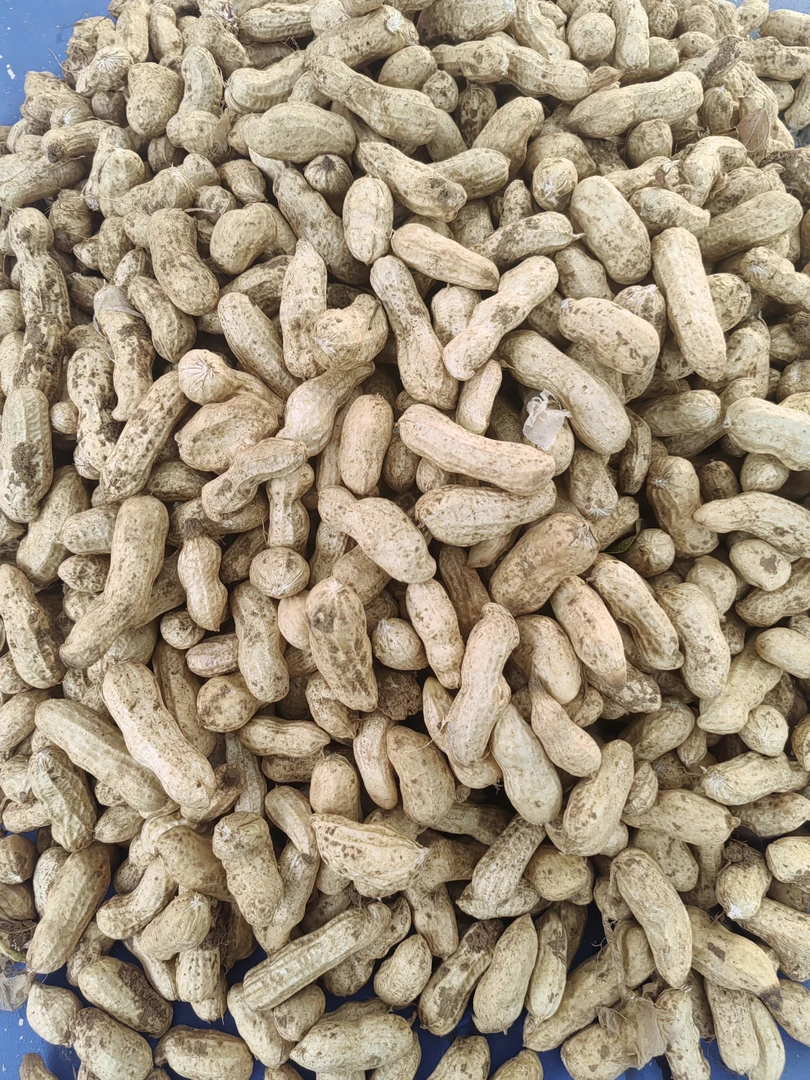 农村自种新鲜红米花生