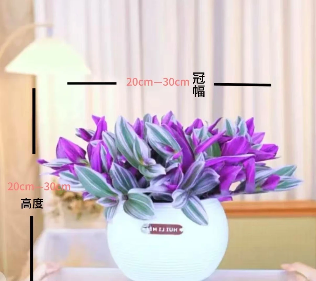 【专属】油画婚礼吊兰水培植物室内阳台办公桌好养四季扦插绿植花卉