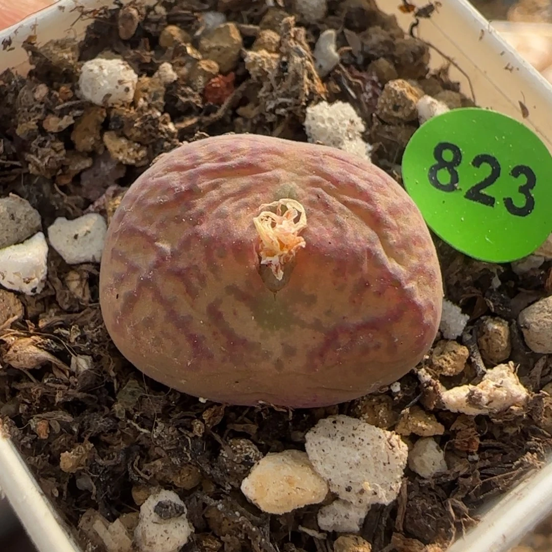 杂交漂亮多肉植物823