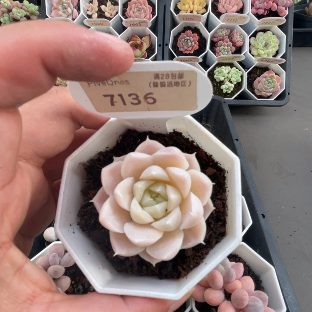 7136白月影4.0厘米