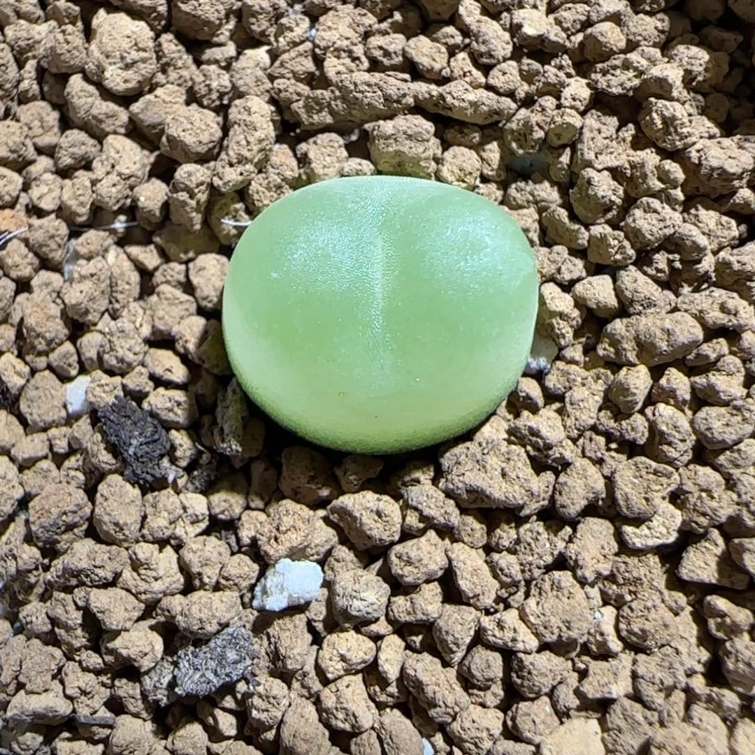 肉锥多肉植物组合-sh1200拉登1114