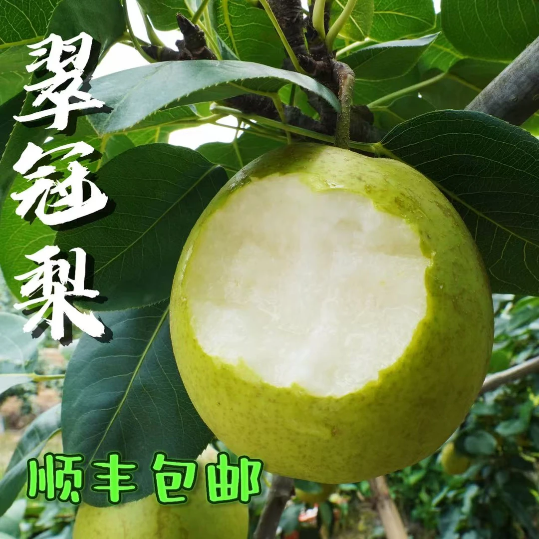 【建康啊】四川翠冠梨细腻化渣汁水充足现采现发（顺丰包邮）