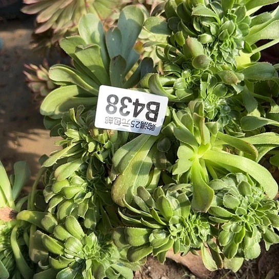 没****了多肉植物一个