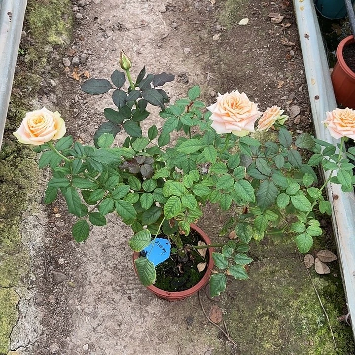 无花朵奶油桃子一加