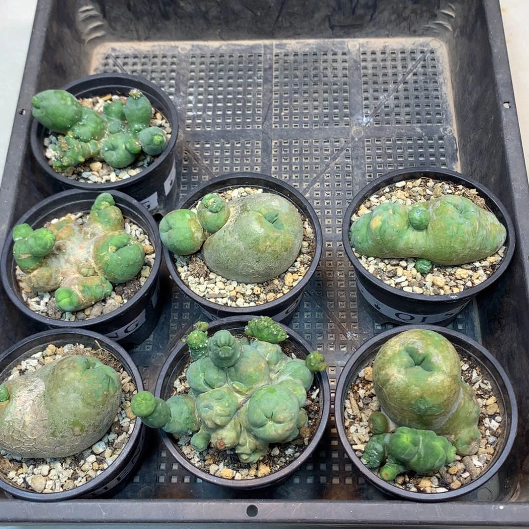 自根 短毛丸石化 盆口径8公分起发