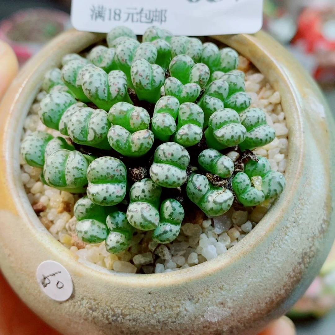 P***0生石花花花花花花花657