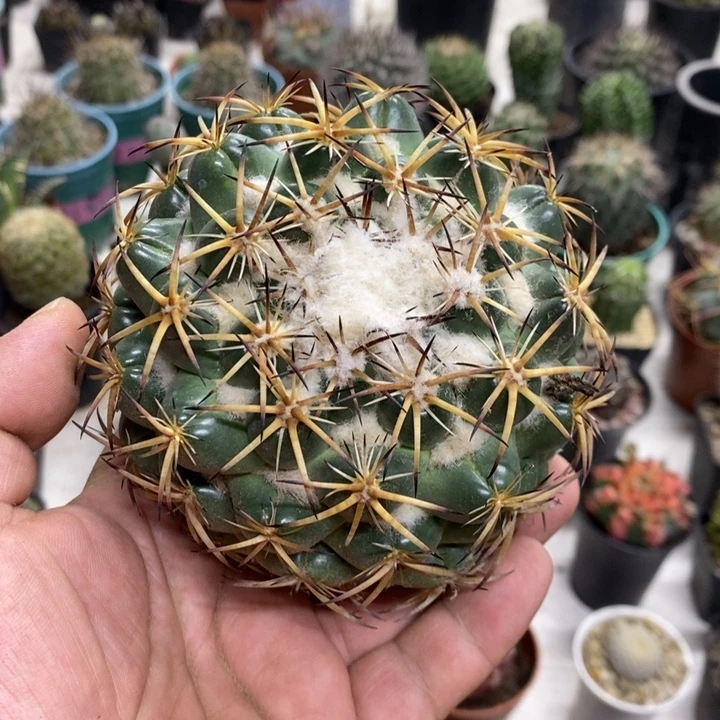 实生大号天丝象牙2