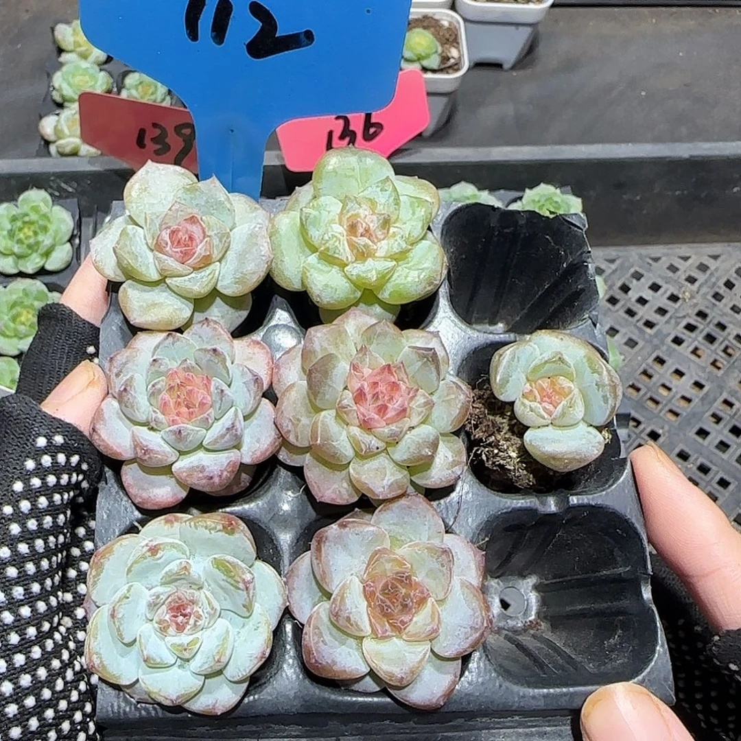 112哈哈哈哈哈哈哈