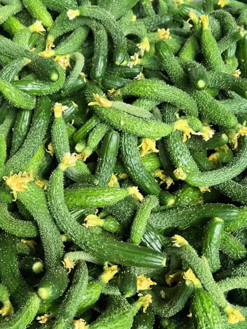 河南小黄瓜扭适合腌菜五斤包邮