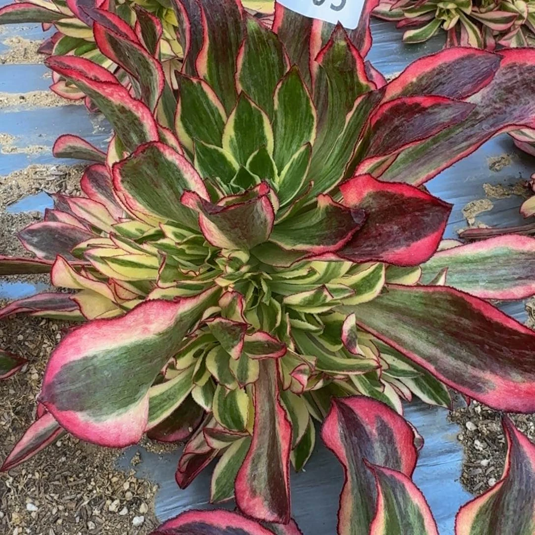 3005魅影多肉植物