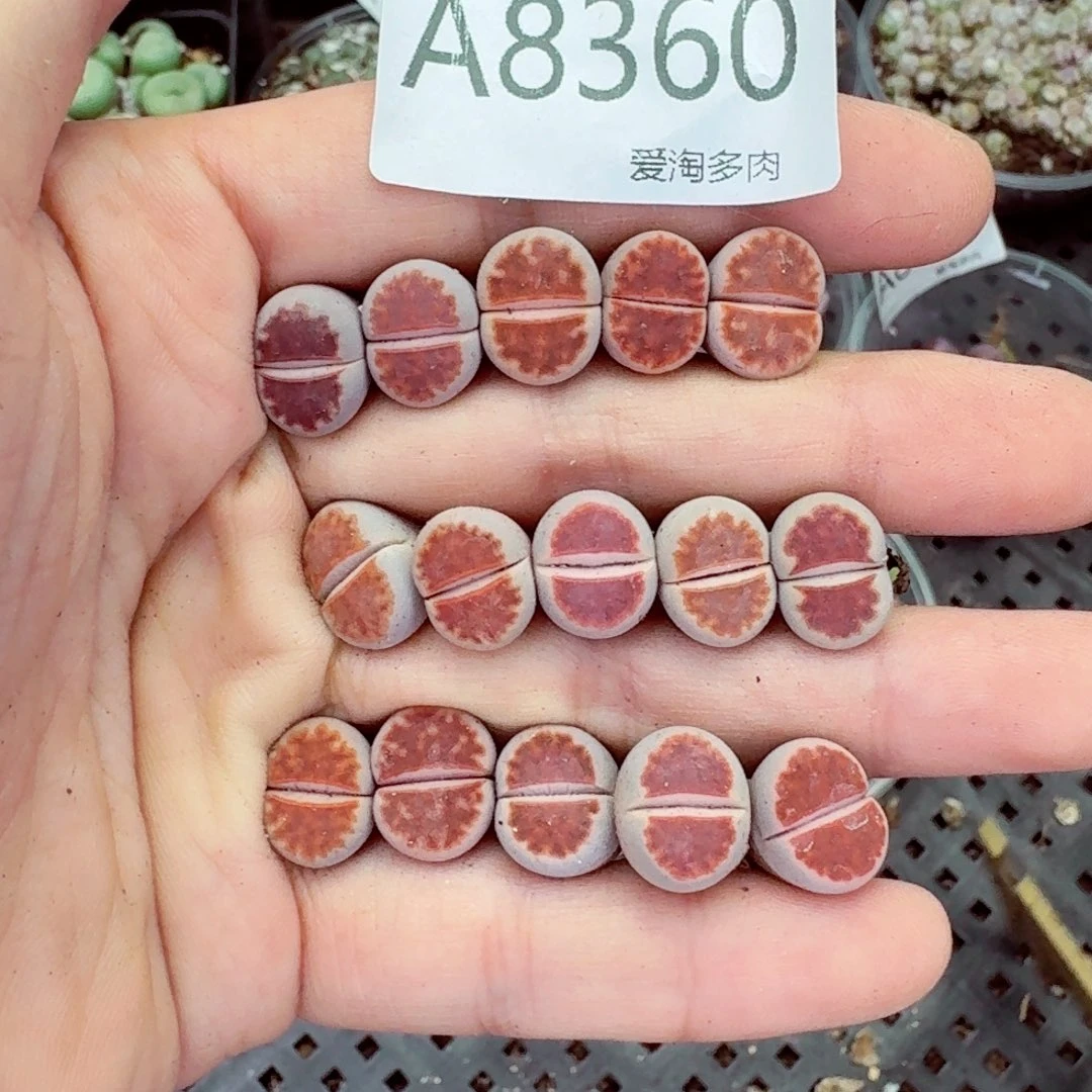 8360—–零下地区需拍保温箱